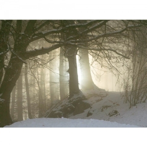 Winterwald im Morgenlicht - 0584