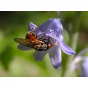 Insekt an Glockenblume - 0660