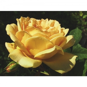 Golden Celebration / Engl. Rose - 0859