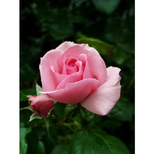 Gerbe-Rose / Kl - 0889